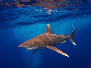 Oceanic White Tip in Rough Seas - May 2014 by Jan Morton 